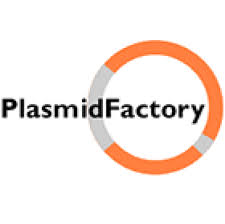 plasmid